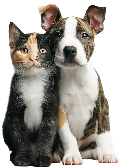 Beloved pets - dogs and cats